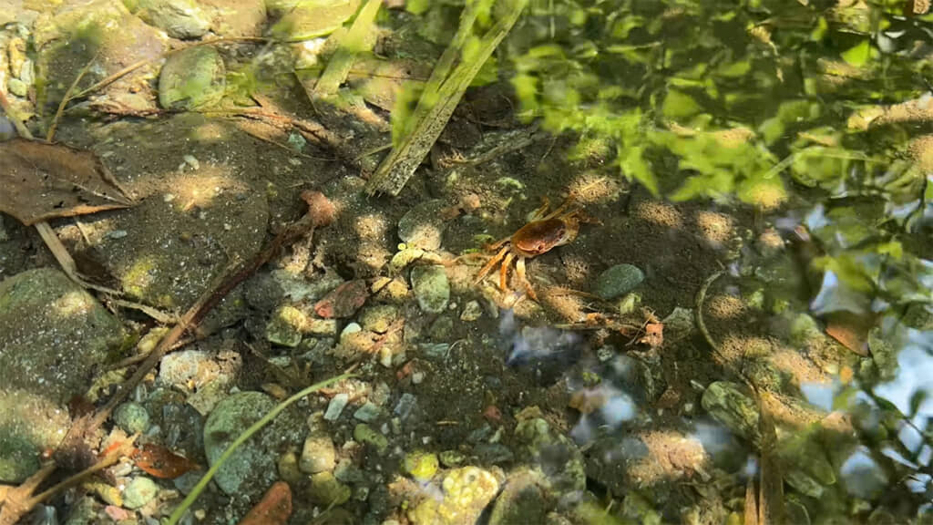 サワガニの姿が