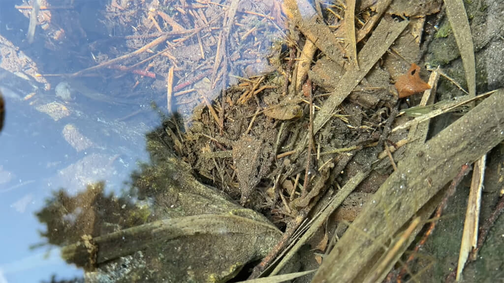 2日後の水路には、小さな命の姿がありました