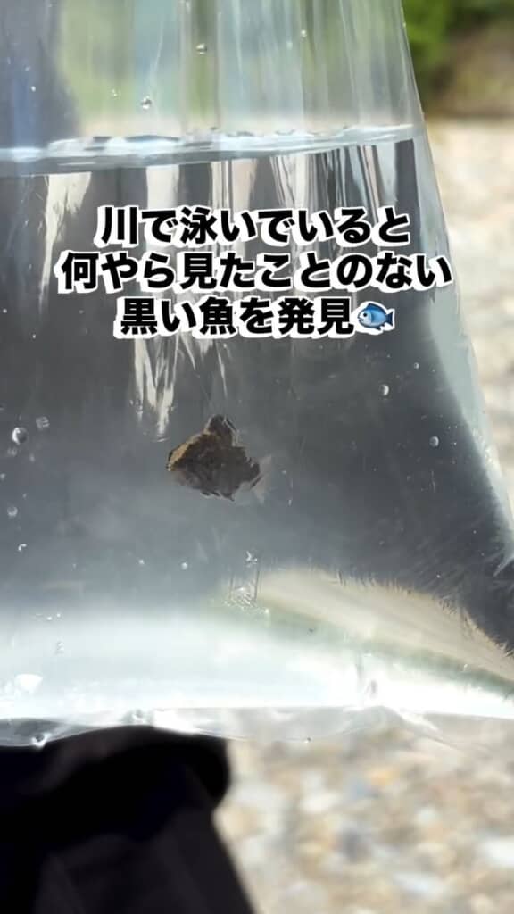 川で見つけた、黒い魚の正体は……？