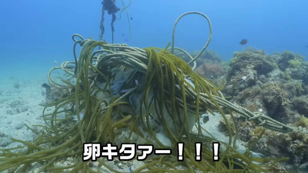 2つ目の産卵場にも卵が大量に産み付けられていました！