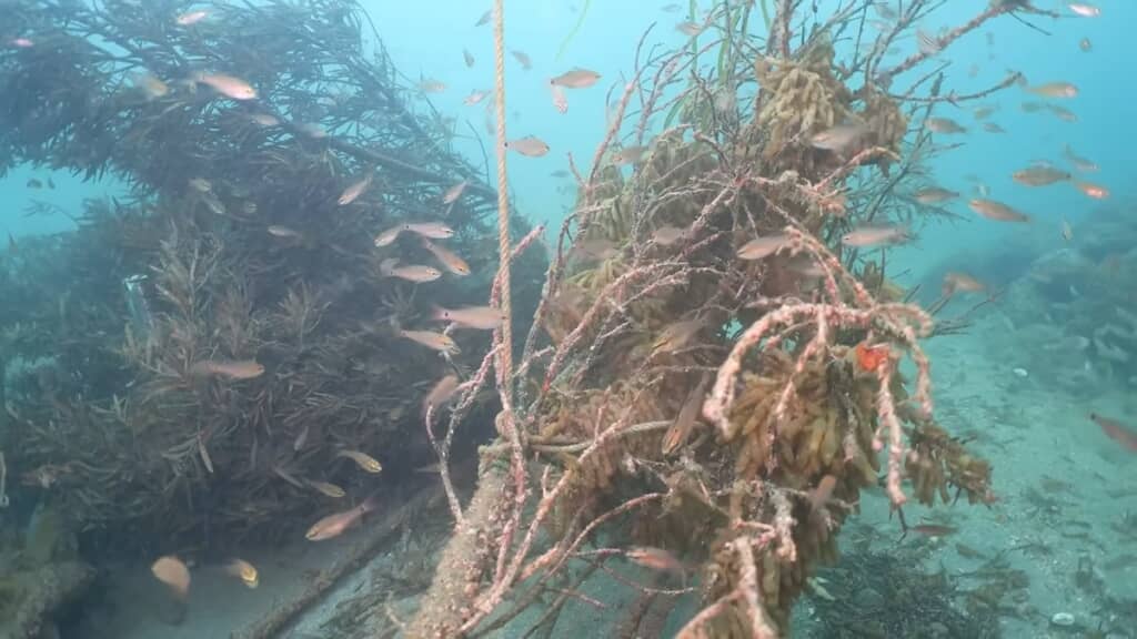 従来の産卵場「イカシバ」は、捕食者である小魚がたくさん寄ってきてしまうのが問題だったそうです
