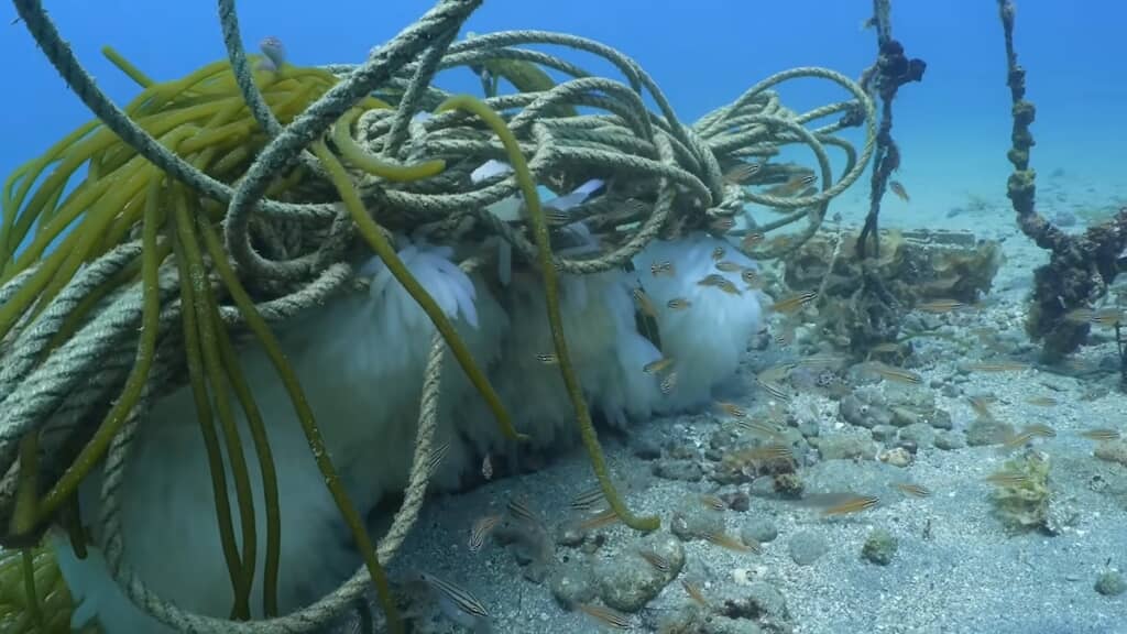たくさんの卵が産み付けられ、小魚の数も少ない！