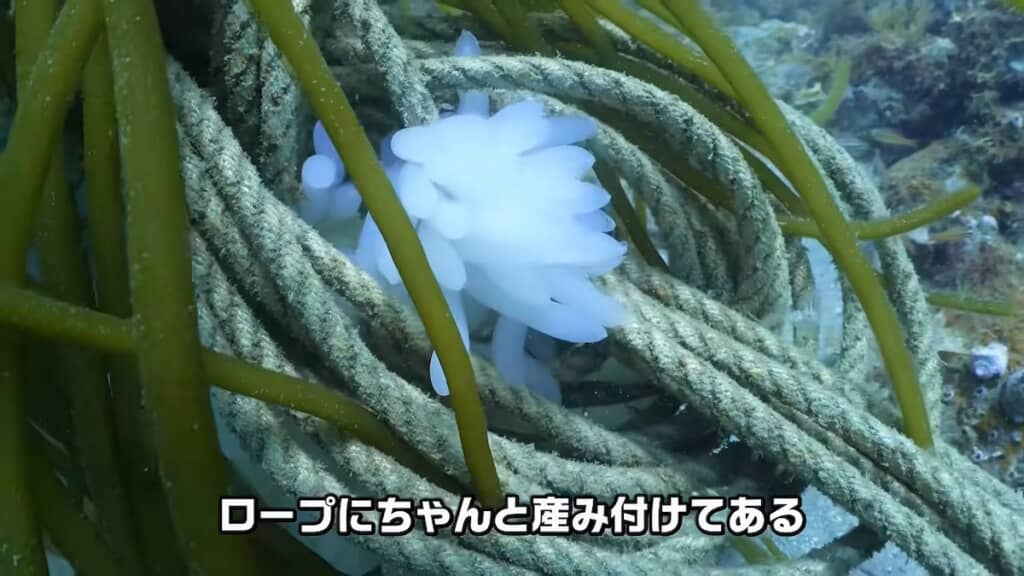 しっかりロープに産み付けられています