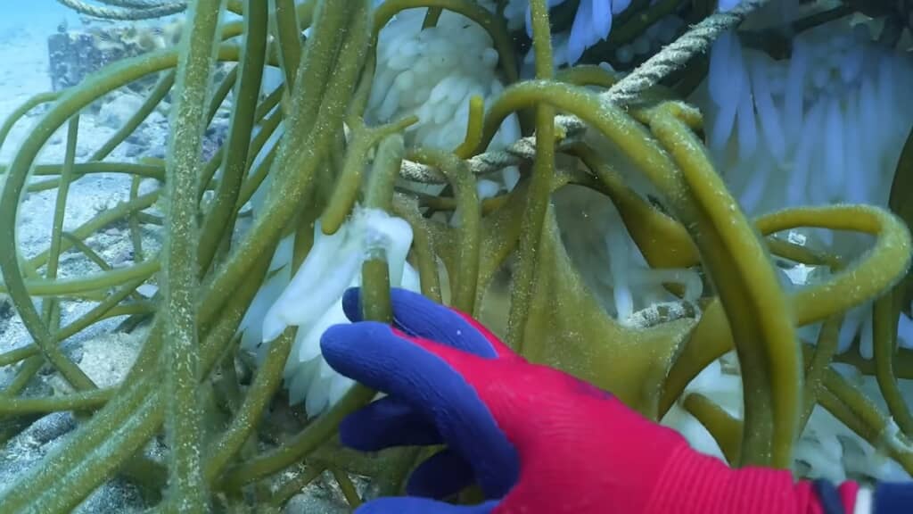 周囲の緑色のひものようなものは「ナガミル」という海藻です