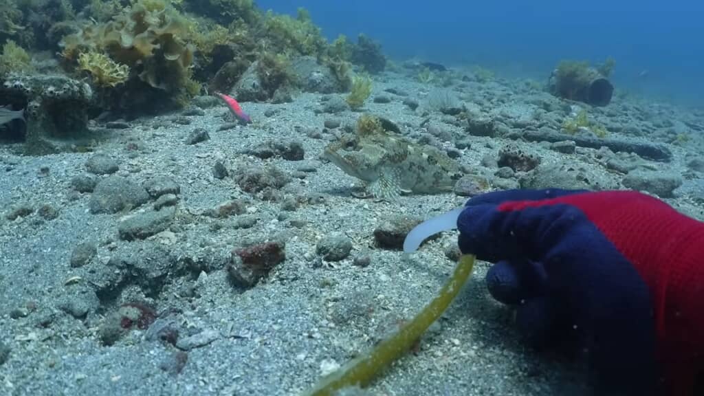 海藻が育つのを期待しつつ、イカの無事な孵化を祈ります