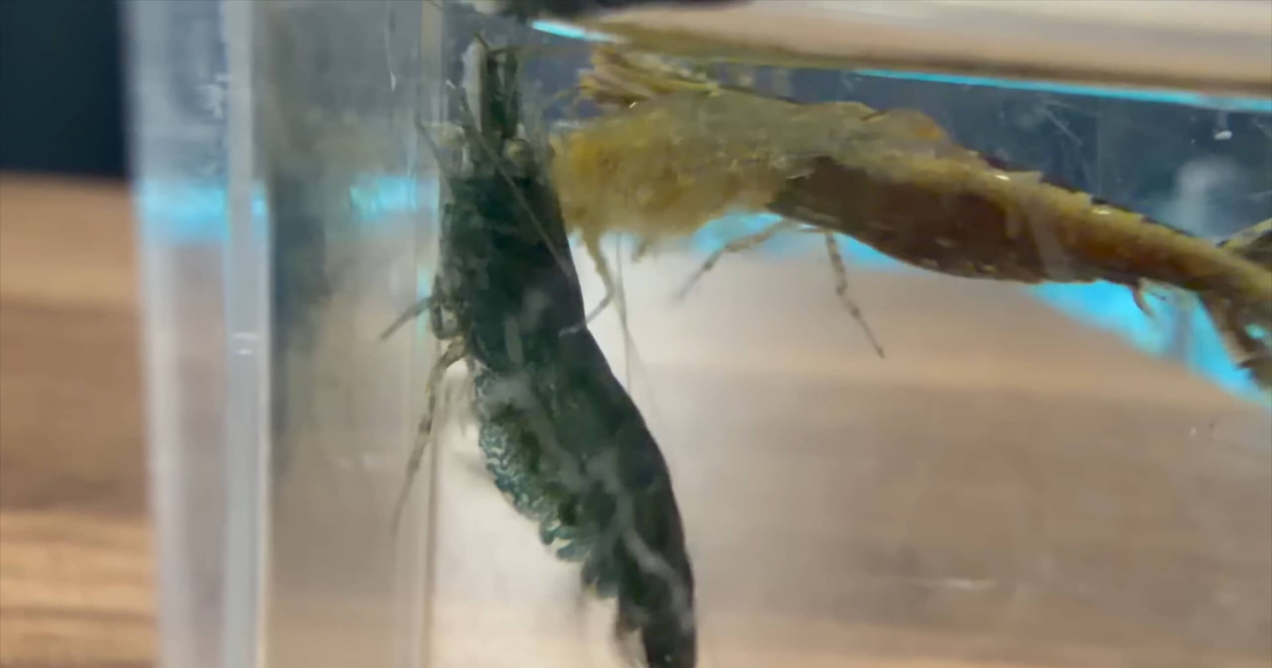 サワガニが暮らすプール→“大量のエビ”を入れたら…… 「賑やかになりましたね」「自然の再現」「エビ天国だあ」(1/3) | その他生き物 ねとらぼ