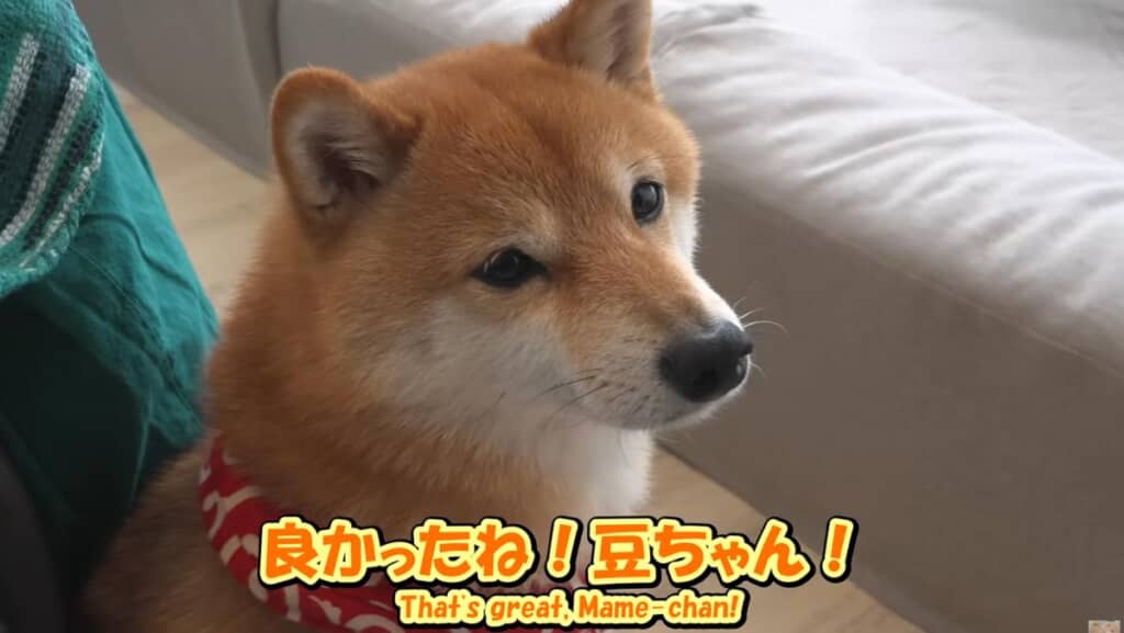 次の日、お兄ちゃんが帰って来ることを知り元気に！