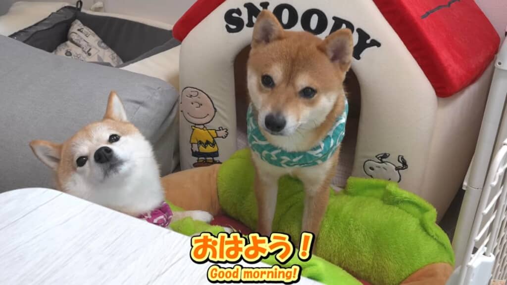 朝の挨拶をして