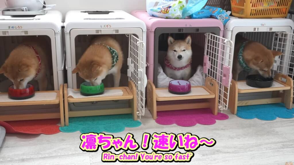 みんなでごはん