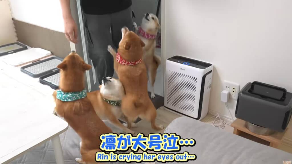 帰宅したお兄ちゃんに大喜び