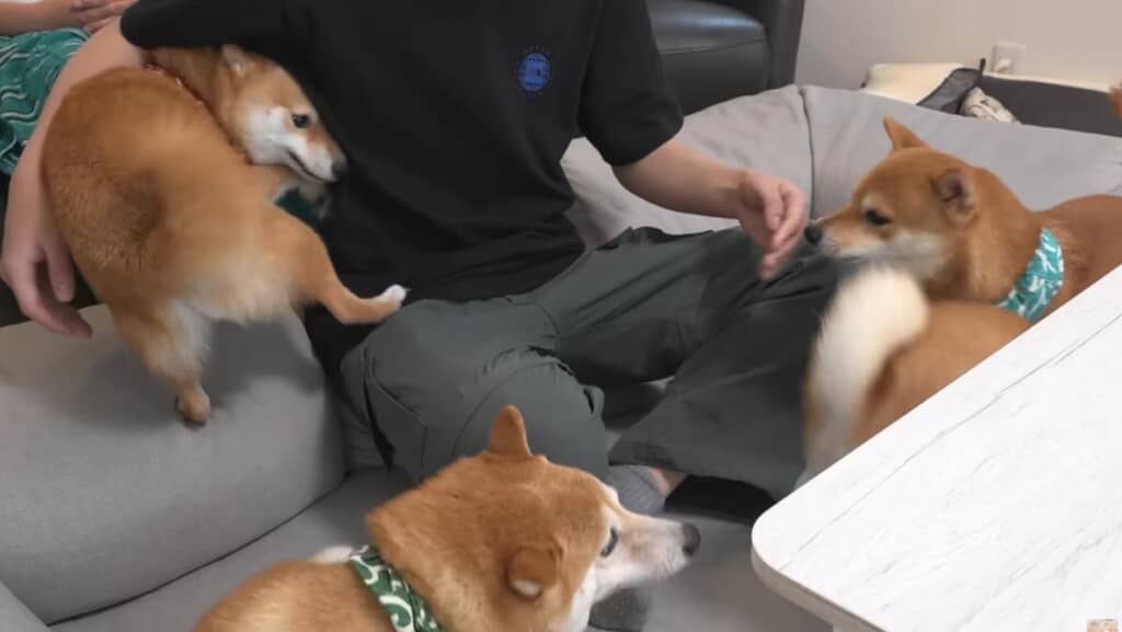 お兄ちゃんの周りに柴犬の嵐が発生