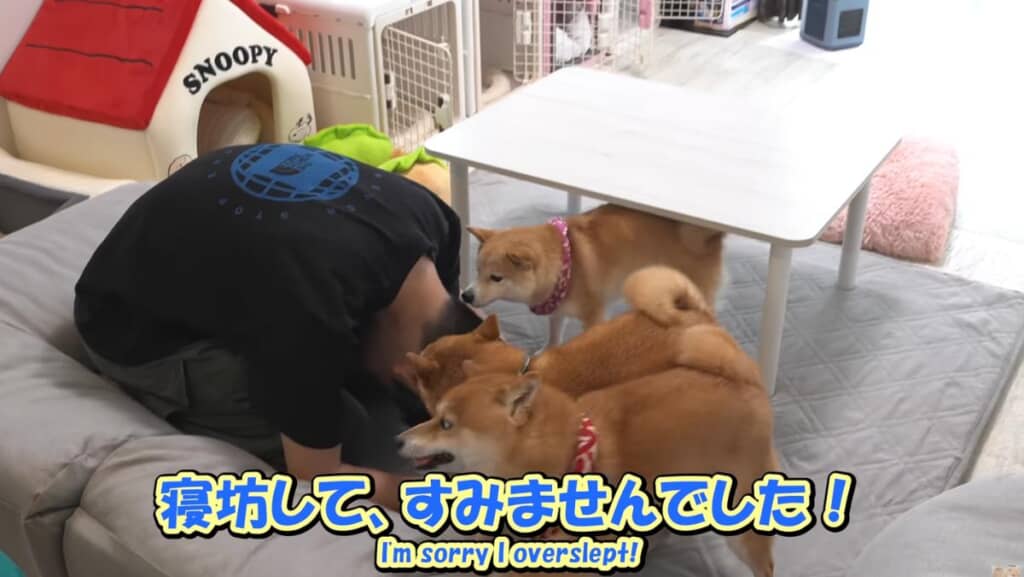 謝るお兄ちゃんを許す柴犬4きょうだい