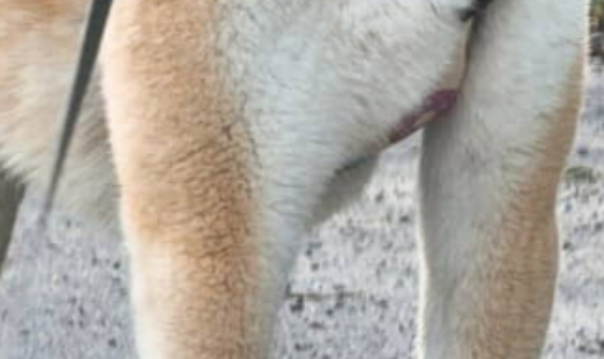 「犬界の大谷翔平」と言われた犬→見てみると…… 驚きのスタイルのワンコに飼い主困惑 1年後の様子を聞いた(1/3) | 犬 ねとらぼ