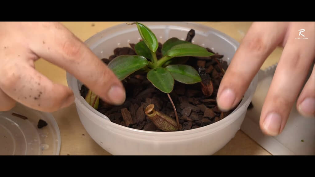 敷き詰めたモルバークに植え付ける
