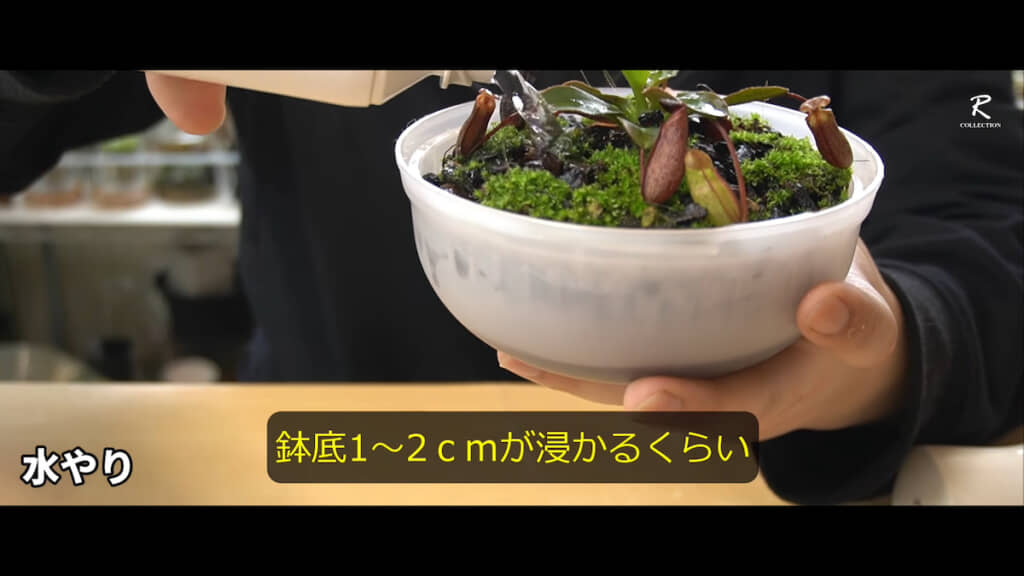 水が底に1〜2センチ溜まるところまで水を与える