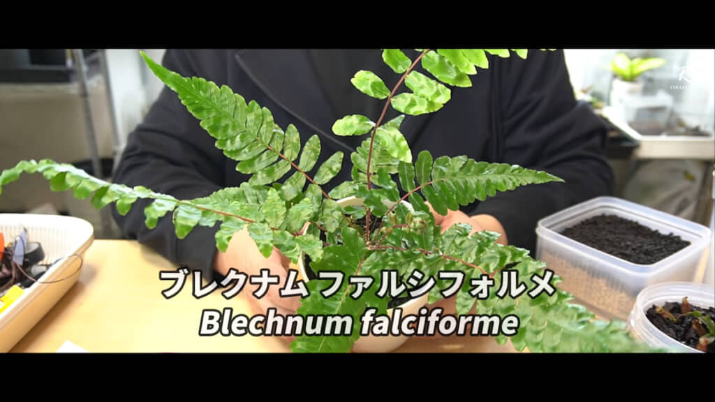 胞子から育てたシダ植物の一例
