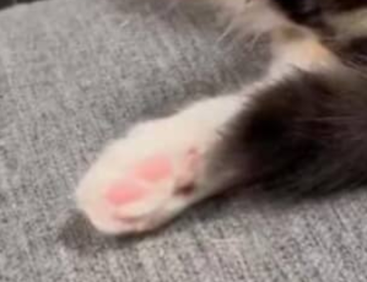 ソファにいる子猫→“まさかの寝相”に飼い主二度見「どうなってんのこれ?」「背骨の存在を疑う」(1/3) | 猫 ねとらぼ