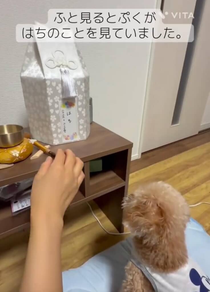お骨のそばにはぷくくんの姿がありました