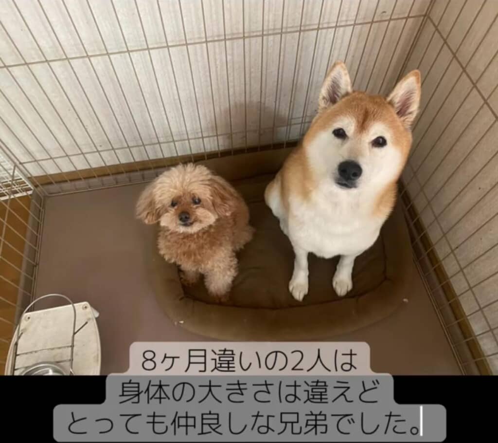 14年間連れ添ったとても仲のいいきょうだい