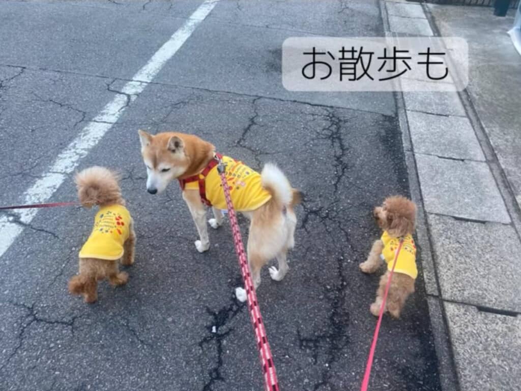 お散歩