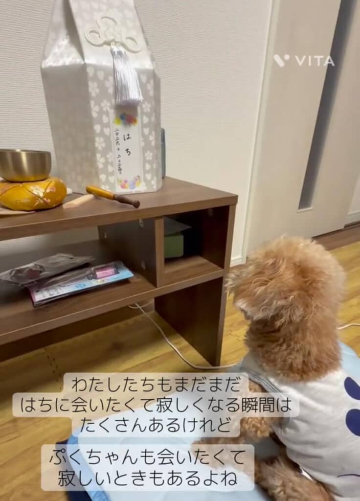 何か特別なものを感じ取ったのかもしれません