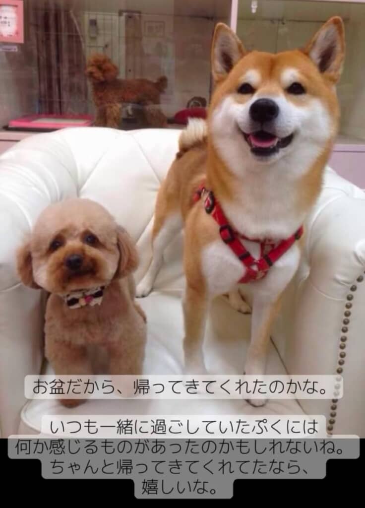 お盆に帰って来てくれたのかな?