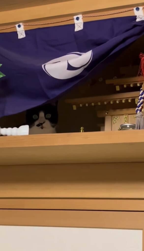 かぶくんだ……!