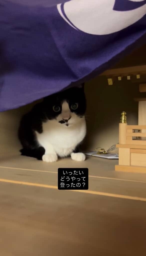 猫神様のよう