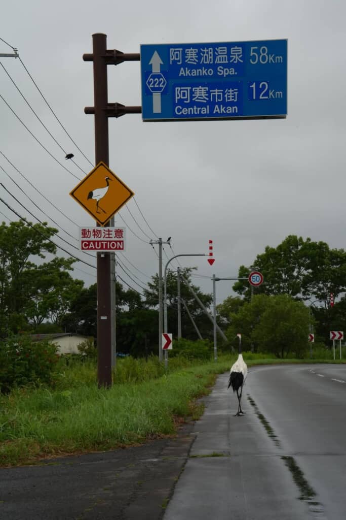 釧路空港付近を走行中に遭遇した車道を歩くタンチョウ