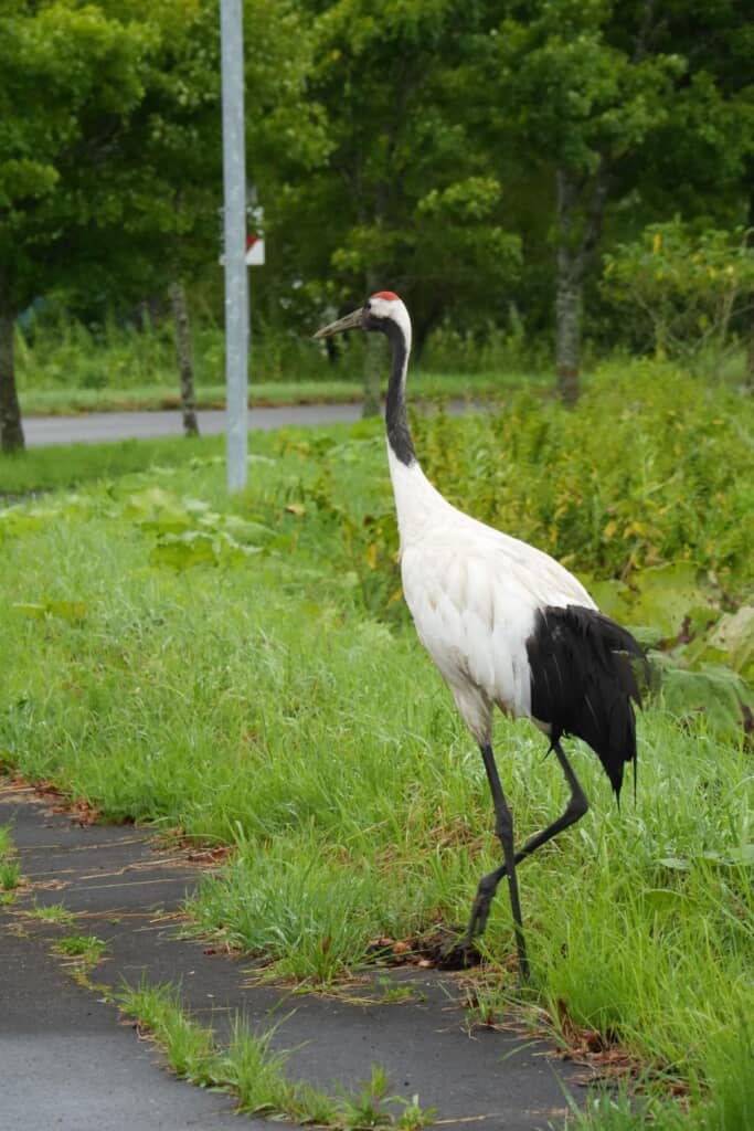 道路脇を歩くタンチョウ