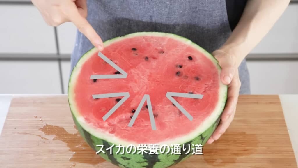種があるところは“栄養の通り道”