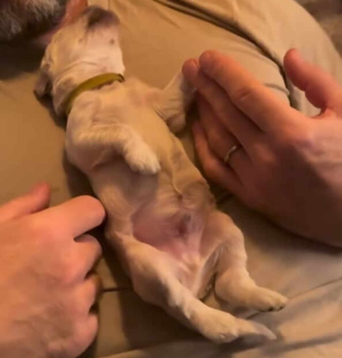 「そんなに大きくならないよね？」と言われた子犬が現在は……「なんだってええ」　1190万再生の姿に「まさか」「想像以上」【海外】（1/2） | 犬 ねとらぼ