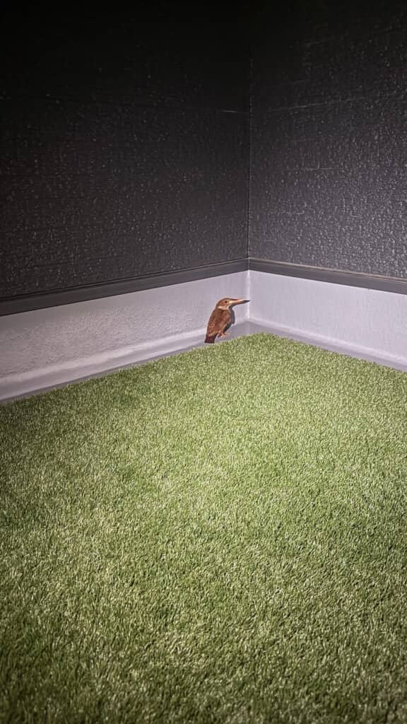 ベランダの片隅にいるアカショウビン
