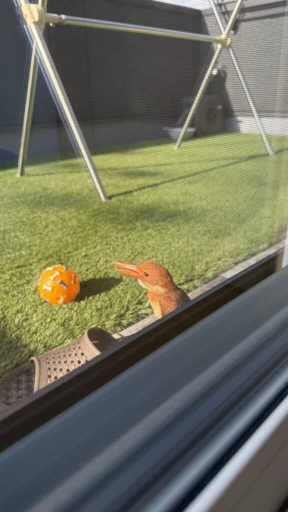 窓ガラス越しに撮ったアカショウビン