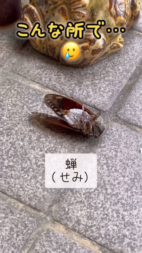 玄関先でセミが死んでる……？
