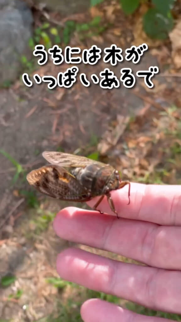 庭の木へ運んであげる
