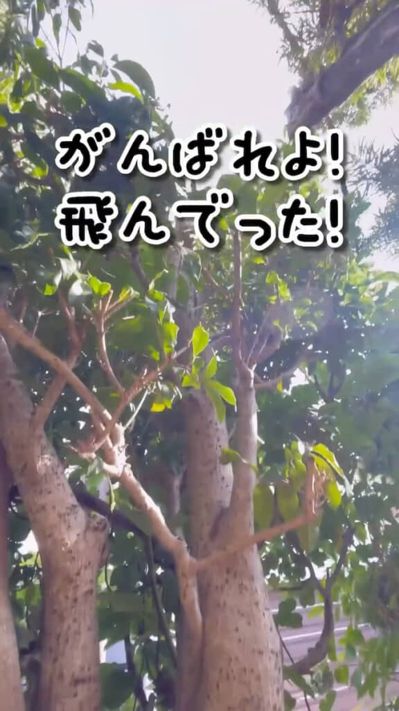 飛んでいった！