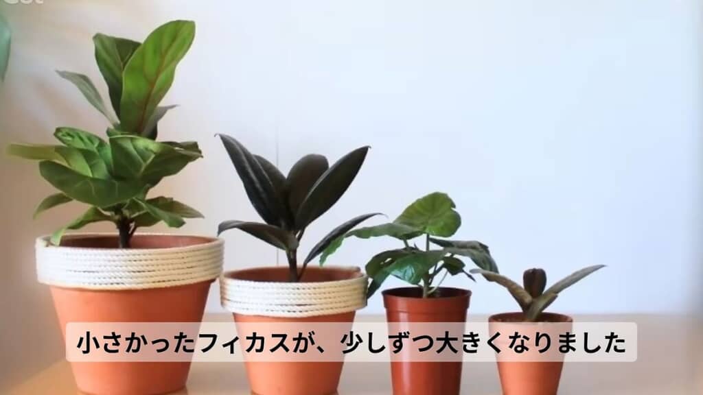 購入したばかりの4種類のフィカス