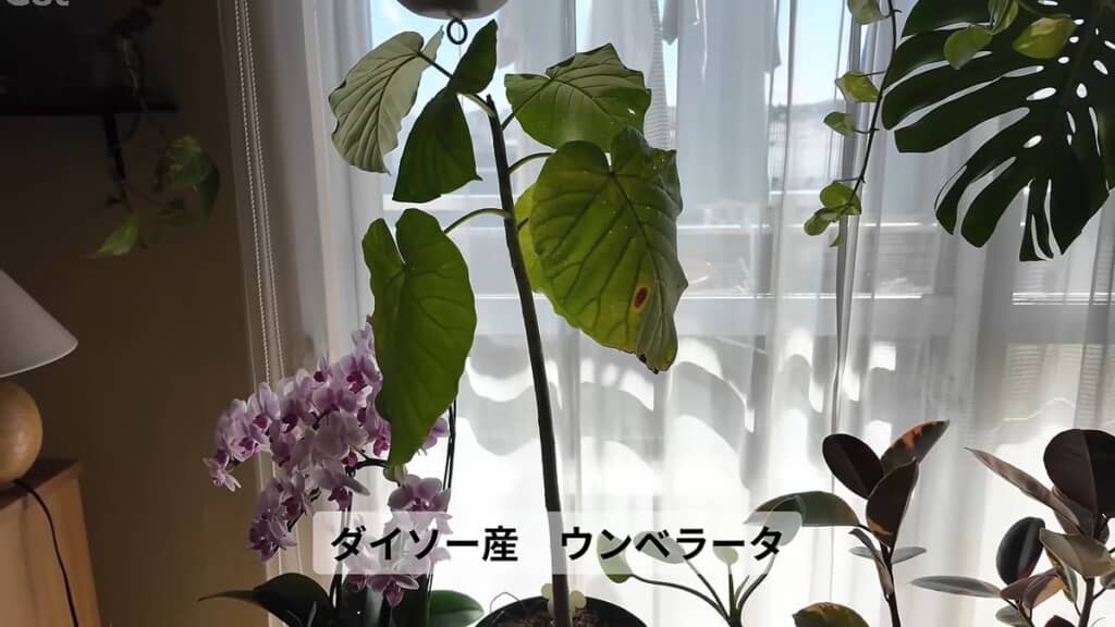 3年ほど経過して大きくなったフィカス・ウンベラータ