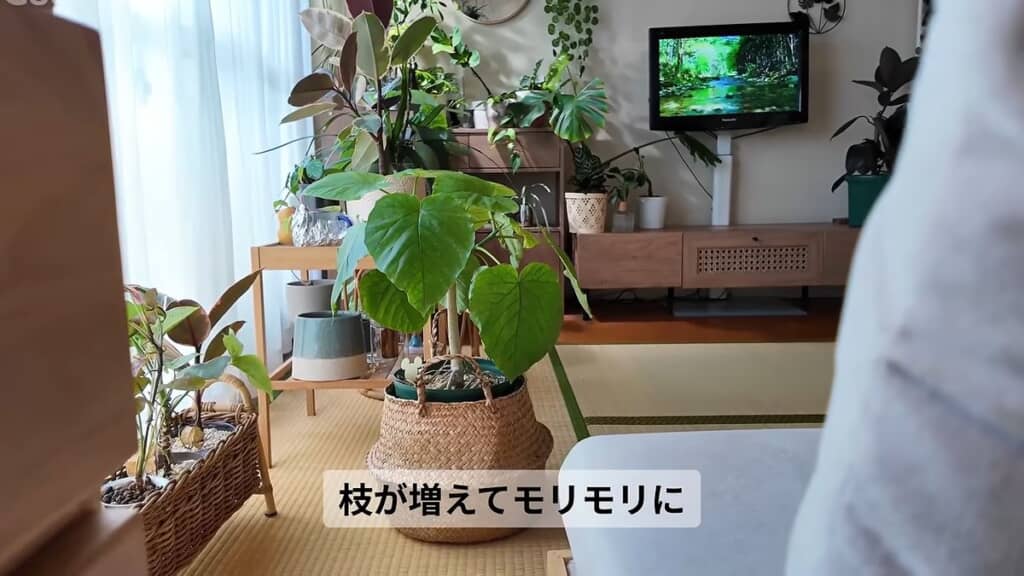 剪定により枝の数が増えたフィカス・ウンベラータ