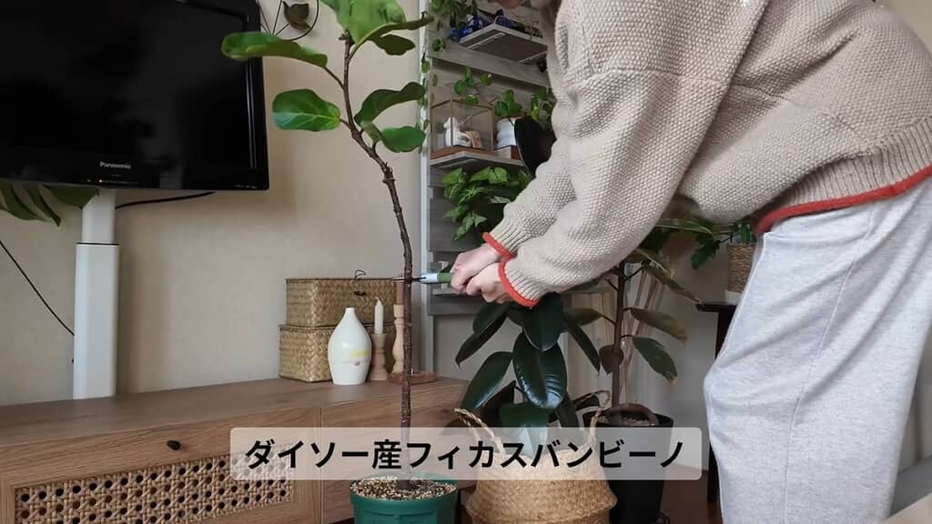 長く伸びて先端が曲がっているフィカス・バンビーノ