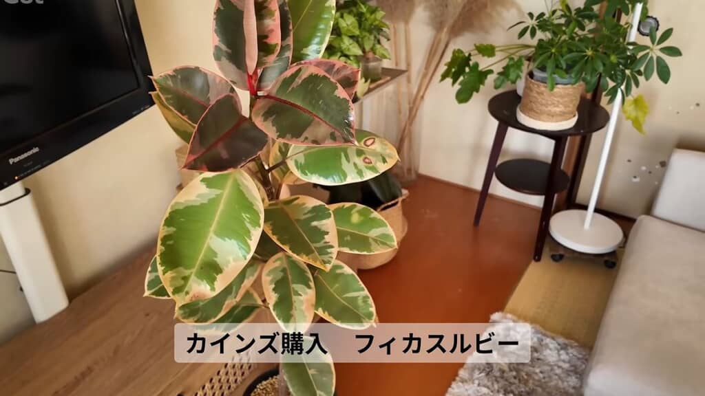互い違いに葉が生えているフィカス・ルビー