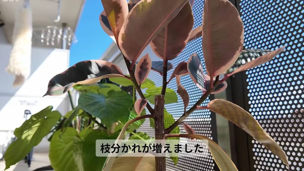 剪定により幹の先端で枝分かれが発生し、赤い新芽を生やすようになったフィカス・ルビー