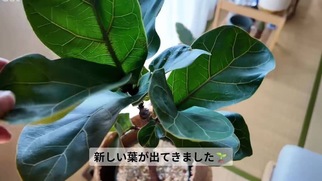 先端からたくさんの葉が出てきた剪定後のフィカス・バンビーノ