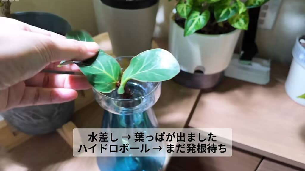 水差しで栽培したフィカス・バンビーノの枝