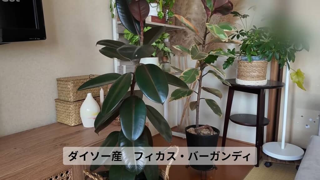 ツヤのある葉で全体が覆われているフィカス・バーガンディ