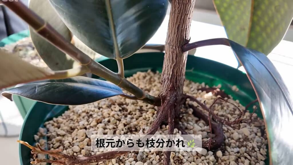 剪定後に枝分かれが生じたフィカス・バーガンディの根元