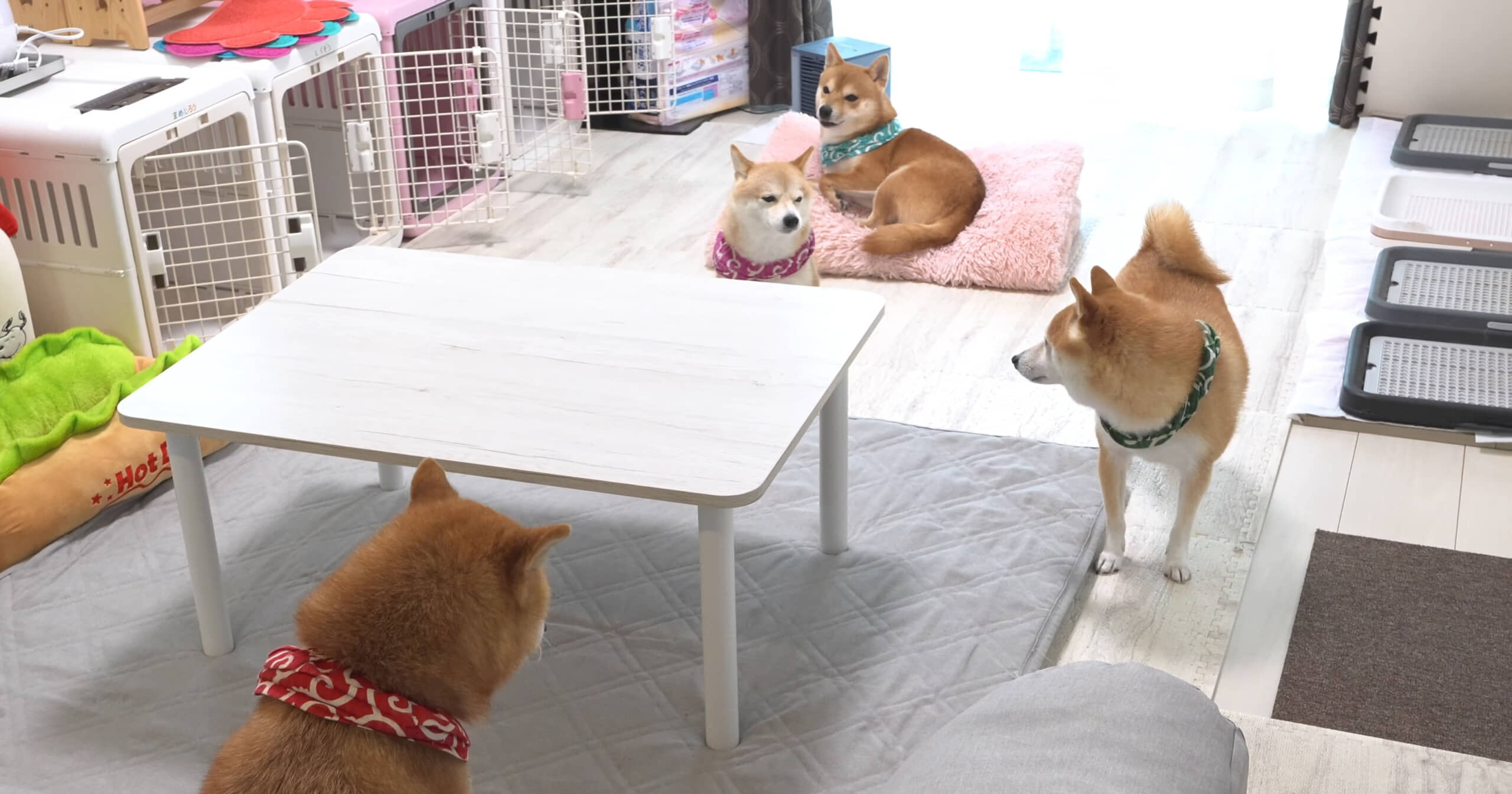 帰れないはずの“お兄ちゃん”が突然帰省→柴犬4匹の“1秒後の反応”に「涙が出てきた」「まっすぐな愛」「幸せですね」(1/3) | 犬 ねとらぼ