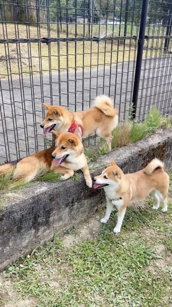 ドッグランに来たのに、なぜか端っこに固まっている柴犬親子