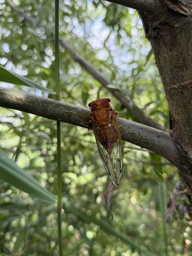 赤茶とオレンジが印象的なセミの正体は?